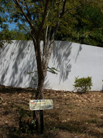 Anadenanthera colubrina III